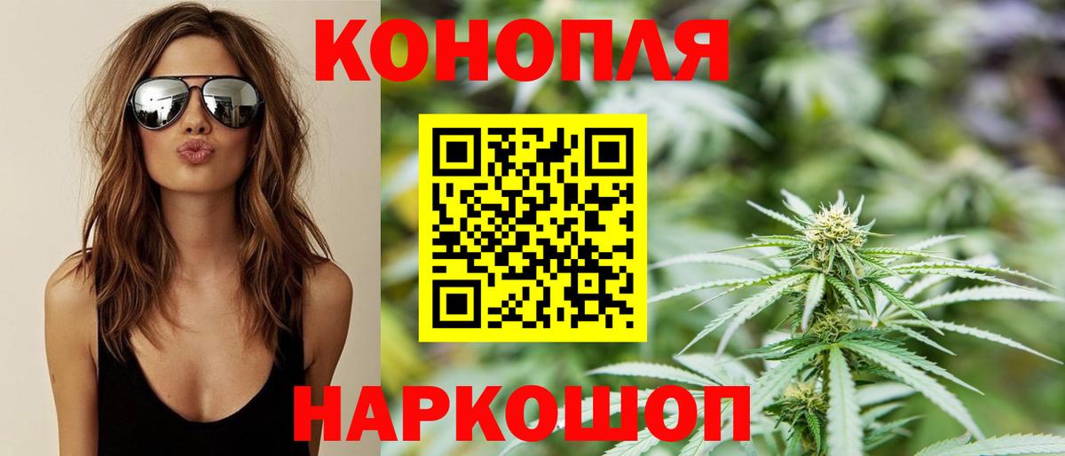 Каннабис сатива Майкоп